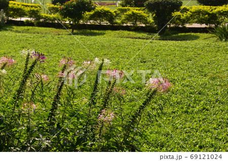 バングラデシュのダッカ　未完の城跡のラールバーグ・フォート　美しい庭園と廟 69121024