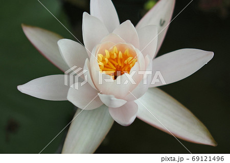 セイヨウスイレン　黄色の花粉を付けた薄いピンクの大輪の花一輪 69121496