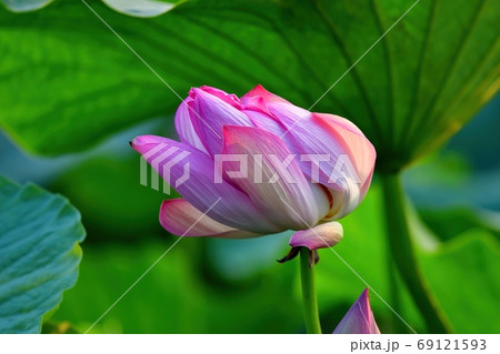 風の影響で歪んで咲いたハスの花 琵琶湖 滋賀の写真素材