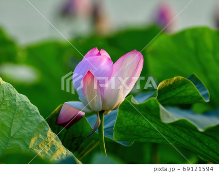 西日を浴びて輝くちょうど見頃のハスの花 琵琶湖 滋賀の写真素材