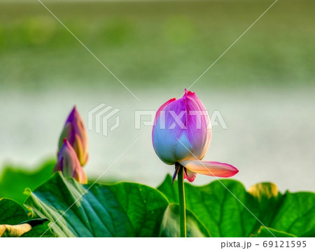 夕日を浴びて輝くハスの花 琵琶湖 滋賀の写真素材