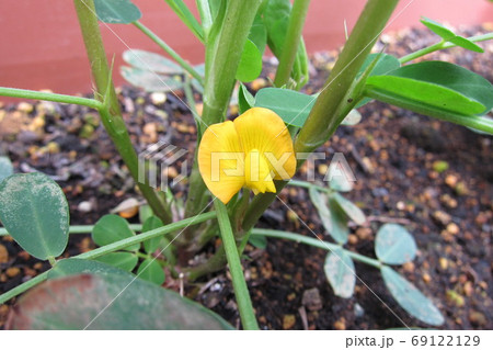 落花生の葉 落花生の葉 69122129