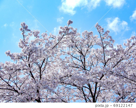 青空と満開の桜の花、見上げる 青空と満開の桜の花、見上げる 69122147
