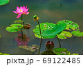一輪の輝き 69122485