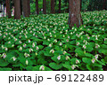 クマガイソウ 69122489