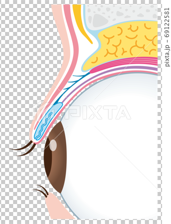 眼瞼下垂結構眼球截面 眼瞼下垂結構眼球截面 69122581