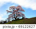七草木の天神桜 69122627