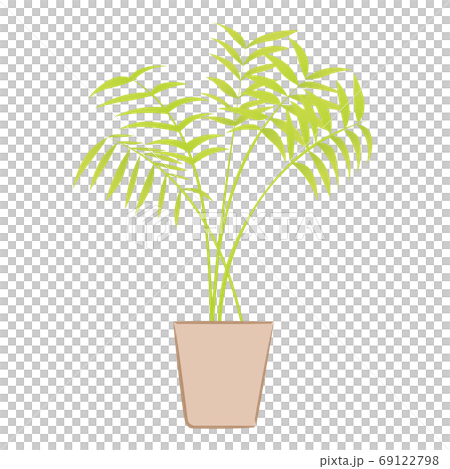 観葉植物のテーブルヤシ（ベクターのイラスト） 69122798