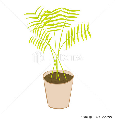 観葉植物のテーブルヤシ ベクターのイラスト のイラスト素材