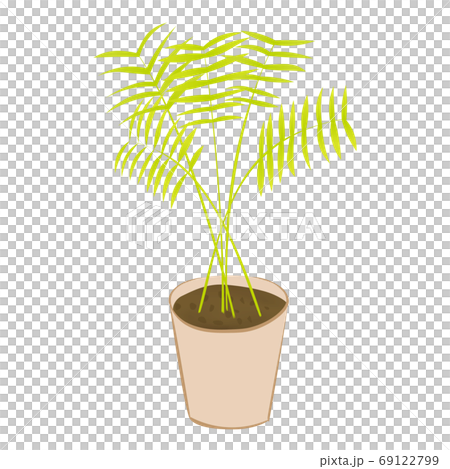 Table palm of houseplant (vector illustration) Table palm of houseplant (vector illustration) 69122799