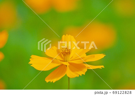 キバナコスモスの花 クローズアップ写真 8月 キバナコスモスの花 クローズアップ写真 8月 69122828