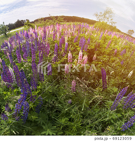Purple and pink flowers in the green field. Crop of floral shperical panorama with sunbeam 69123059