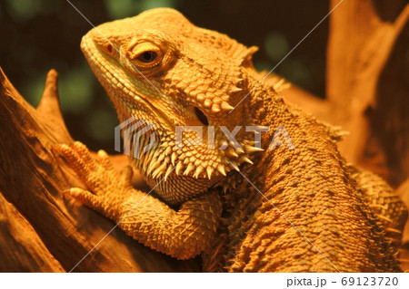 フトアゴヒゲトカゲ　木の幹でのんびり日向ぼっこ　上半身 69123720