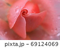 雨に濡れた秋薔薇 69124069