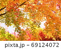 空を覆ったカラフルな楓たち 69124072