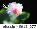 可愛らしい花びらの薔薇 69124077