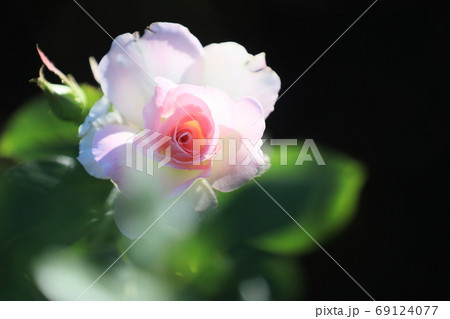 可愛らしい花びらの薔薇 可愛らしい花びらの薔薇 69124077
