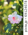 秋の陽光を浴びた可愛い薔薇 69124078