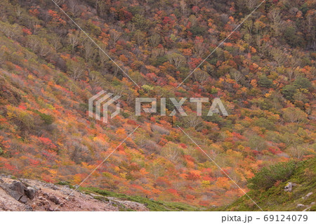 火山地帯の谷を埋め尽くすカラフルな紅葉樹林 69124079