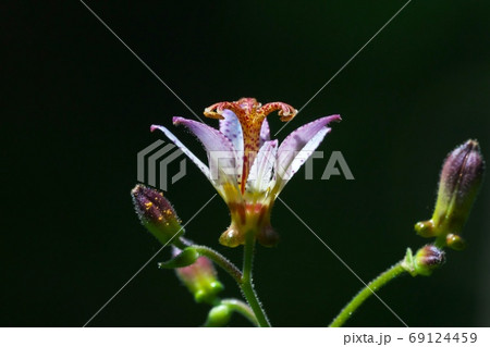 木陰に咲くタイワンホトトギスの花に木洩れ日がさしたところを撮影 8月 木陰に咲くタイワンホトトギスの花に木洩れ日がさしたところを撮影 8月 69124459