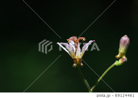木陰に咲くタイワンホトトギスの花に木洩れ日がさしたところを撮影　8月 69124461