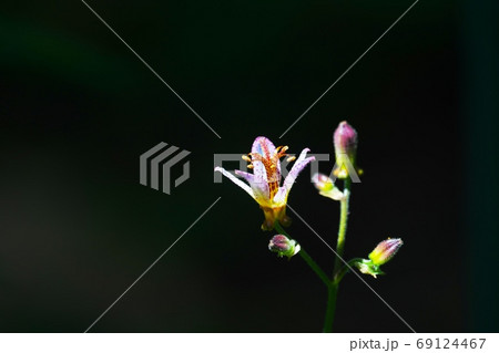 木陰に咲くタイワンホトトギスの花に木洩れ日がさした瞬間に撮影 8月 木陰に咲くタイワンホトトギスの花に木洩れ日がさした瞬間に撮影 8月 69124467