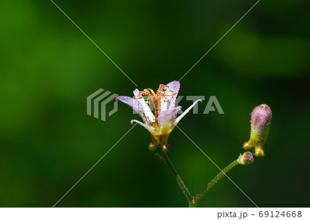 木陰に咲くタイワンホトトギスの花に木洩れ日がさしたところを撮影 8月の写真素材