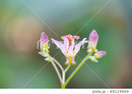 木洩れ日を浴びて美しいタイワンホトトギスの花　8月 69124669