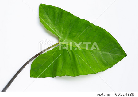 Green taro leaves isolated on white background. Green taro leaves isolated on white background. 69124839