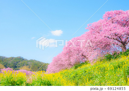 南伊豆町・下賀茂の河津桜 (ソフトフォーカス) 南伊豆町・下賀茂の河津桜 (ソフトフォーカス) 69124855