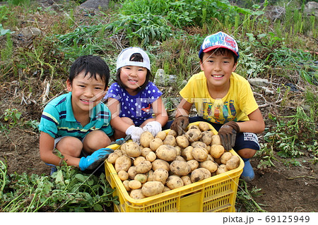 じゃがいも掘りをする3兄妹 69125949