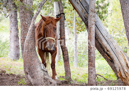 Close up shot of a beautiful horse Close up shot of a beautiful horse 69125978