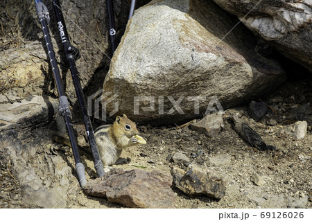 Close up shot of a squirrel steal a banana chip Close up shot of a squirrel steal a banana chip 69126026