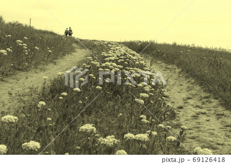Rural dirt road to the hill among blooming flowers. Summer landscape of the steppe. Photo Rural dirt road to the hill among blooming flowers. Summer landscape of the steppe. Photo 69126418