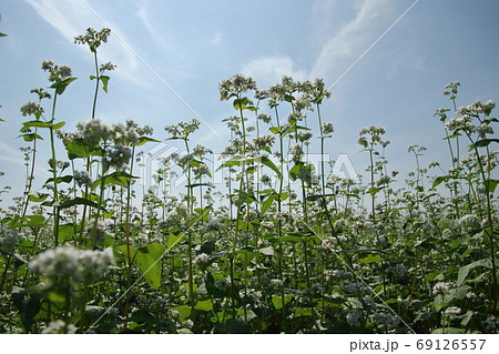 毛呂山町大類地区の秋そば畑風景 69126557