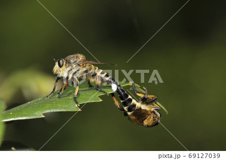 シオヤアブ交尾 シオヤアブ交尾 69127039