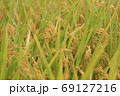 たわわに実る稲穂かな たわわに実る稲穂かな 69127216