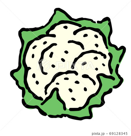 Illustration of Cauliflower - Stock Illustration [69128345] - PIXTA