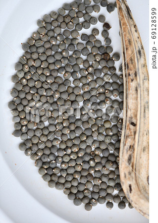 オクラの種子 オクラの種子 69128599