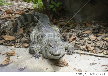 A crocodile who sleeps on the farm A crocodile who sleeps on the farm 69128771