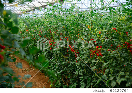 Red ripe tomatoes grow on branches in greenhouse Red ripe tomatoes grow on branches in greenhouse 69129764