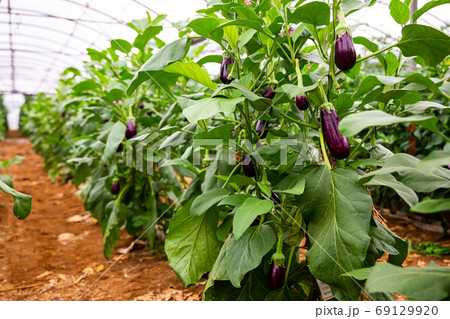Rows of ripe eggplants on the branches 69129920