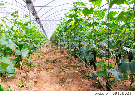 Cucumber plants in greenhouse Cucumber plants in greenhouse 69129923