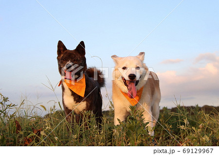 青空を背景に笑顔並ぶ2匹の犬の写真素材