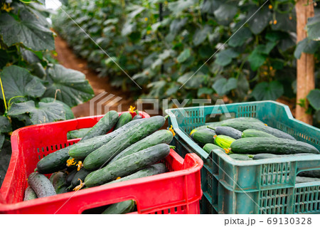 Freshly picked cucumbers in boxes in greenhouse 69130328