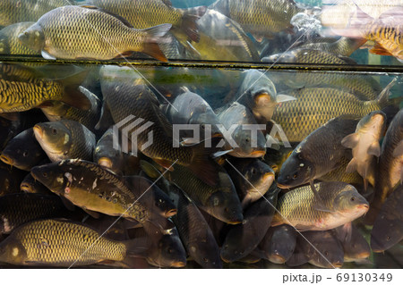 Live fishes in glass aquarium Live fishes in glass aquarium 69130349
