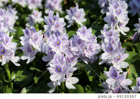 本薬師寺のホテイアオイ 69130367