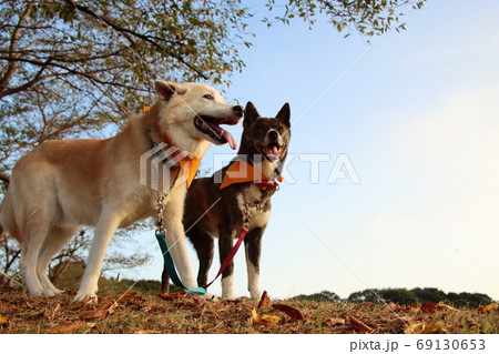 青空を背景に笑顔で並ぶ2匹の犬 69130653