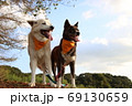 青空を背景に笑顔で並ぶ2匹の犬 69130659