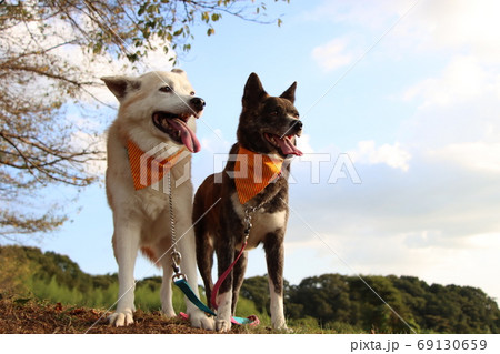 青空を背景に笑顔で並ぶ2匹の犬 青空を背景に笑顔で並ぶ2匹の犬 69130659